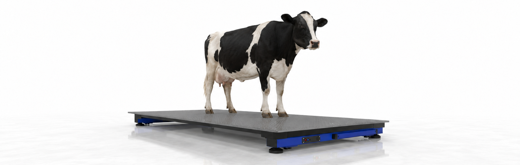 Portable Weigh Beams — Cattle Weighing Application