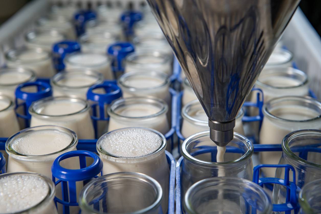 Production of yogurt being bottled.